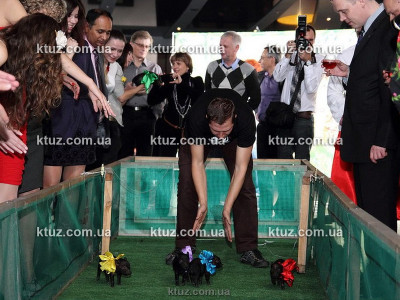 Поросячьи бега