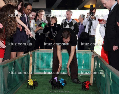 Поросячьи бега Поросячьи бега