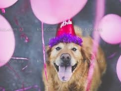 День рождения для любимых питомцев - как устроить праздник