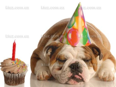День рождения для любимых питомцев - как устроить праздник