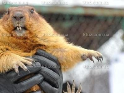 День Сурка - откуда он возник и кто его придумал