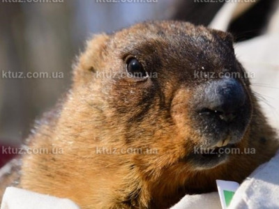 День Сурка - откуда он возник и кто его придумал