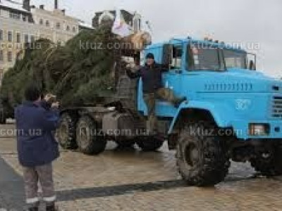 Елка - рекордсменка Елка - рекордсменка