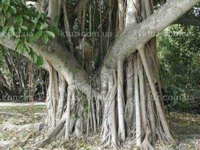 Странная свадьба в штате Флорида Странная свадьба в штате Флорида