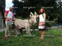 Коза дойная